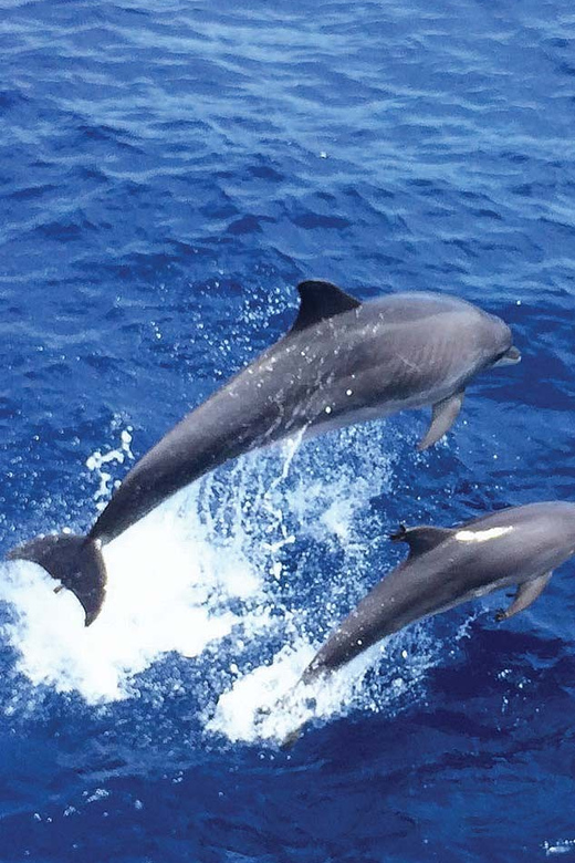 From Palma: Afternoon Dolphin-Watching Boat Tour - Is $63 a fair price?
