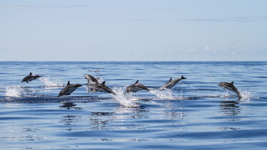 From Ponta Delgada: Whale and Dolphin Watching Trip - The details that matter before you book