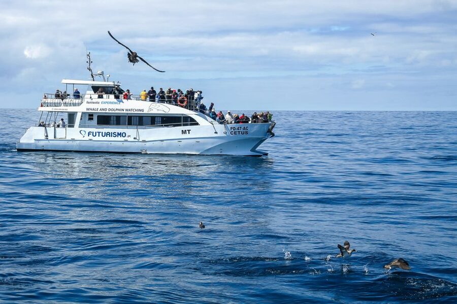 From Ponta Delgada: Whale and Dolphin Watching Trip - FAQ