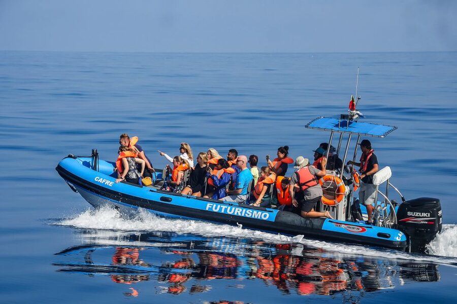 From Ponta Delgada: Whale and Dolphin Watching Trip - What you may see in each season