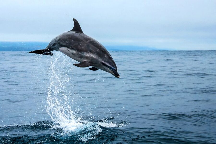 From Ponta Delgada: Whale and Dolphin Watching Trip - Why the marine biologist changes the trip
