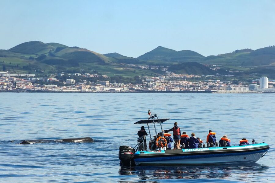 From Ponta Delgada: Whale and Dolphin Watching Trip - The real value of the $82 price