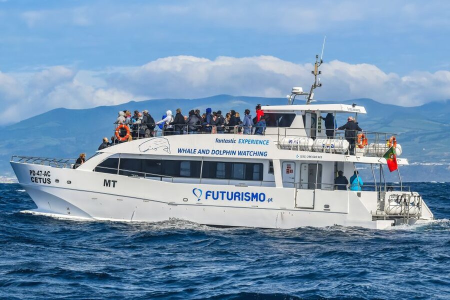 From Ponta Delgada: Whale and Dolphin Watching Trip - Comfort, seasickness, and practical preparation