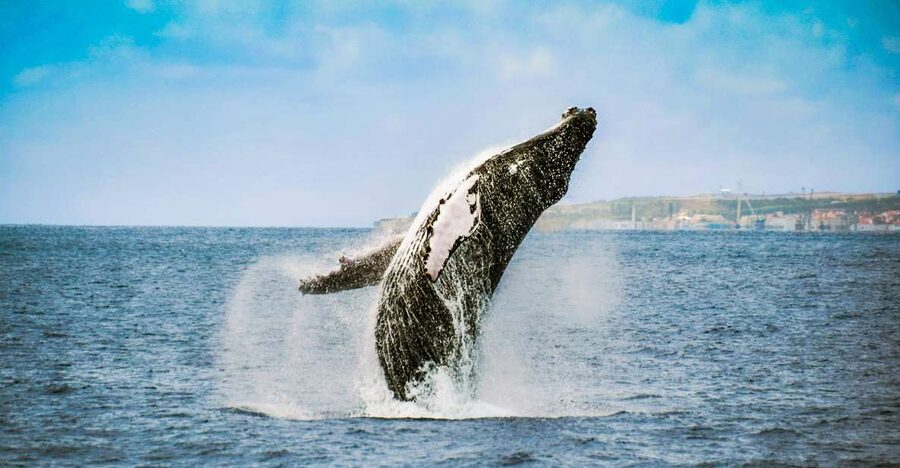 From Ponta Delgada: Whale and Dolphin Watching Trip - Who will enjoy this most