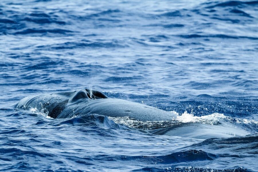From Ponta Delgada: Whale and Dolphin Watching Trip - Should you book the Ponta Delgada whale trip?