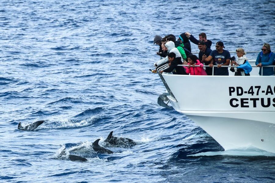 From Ponta Delgada: Whale and Dolphin Watching Trip - Choosing between a catamaran and a Zodiac