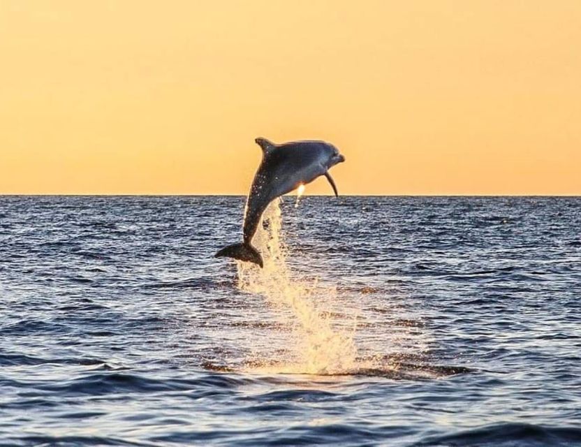 From Poreč: Evening Dolphin Cruise with Welcome Drink - Dolphins, sunset, and a short evening at sea