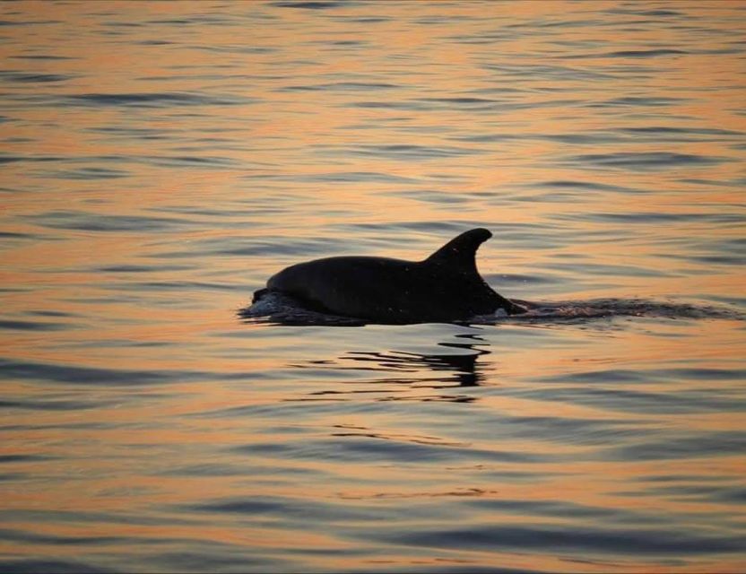 From Poreč: Evening Dolphin Cruise with Welcome Drink - Boarding at Obala Maršala Tita 13