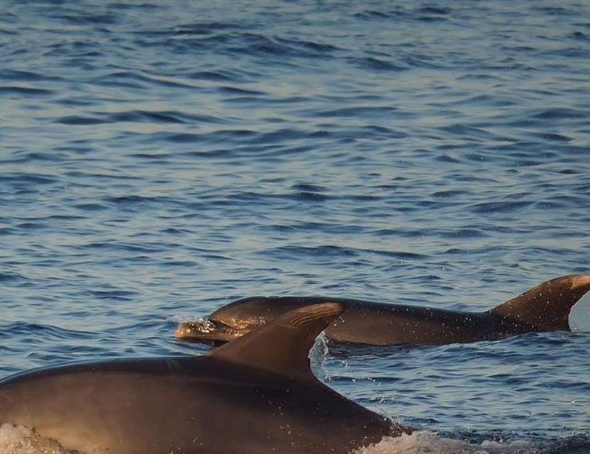 From Poreč: Evening Dolphin Cruise with Welcome Drink - Should you book the Victoria Tours dolphin cruise?