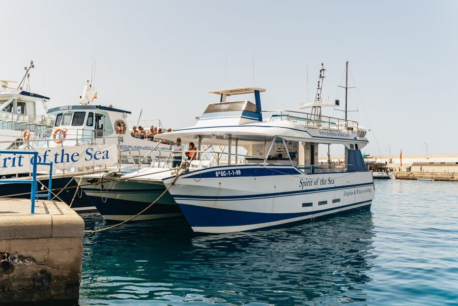 From Puerto Rico de Gran Canaria: Dolphin Watching Cruise - At a glance