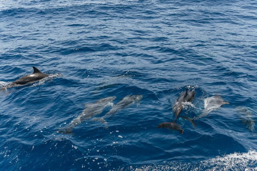 From Puerto Rico de Gran Canaria: Dolphin Watching Cruise - The glass bottom and the boat itself