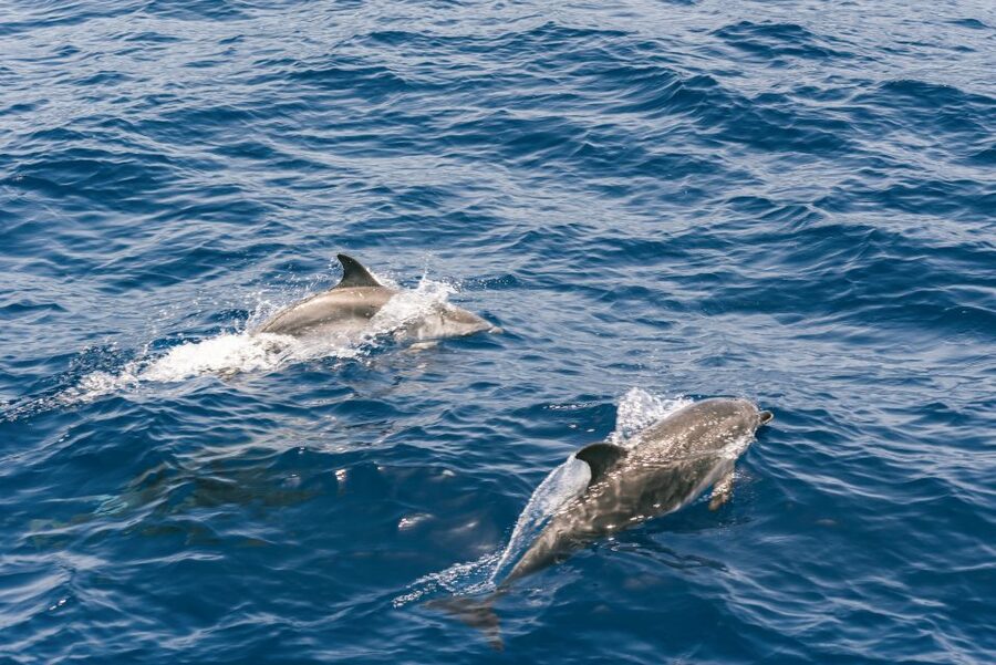From Puerto Rico de Gran Canaria: Dolphin Watching Cruise - The seasickness question you should take seriously