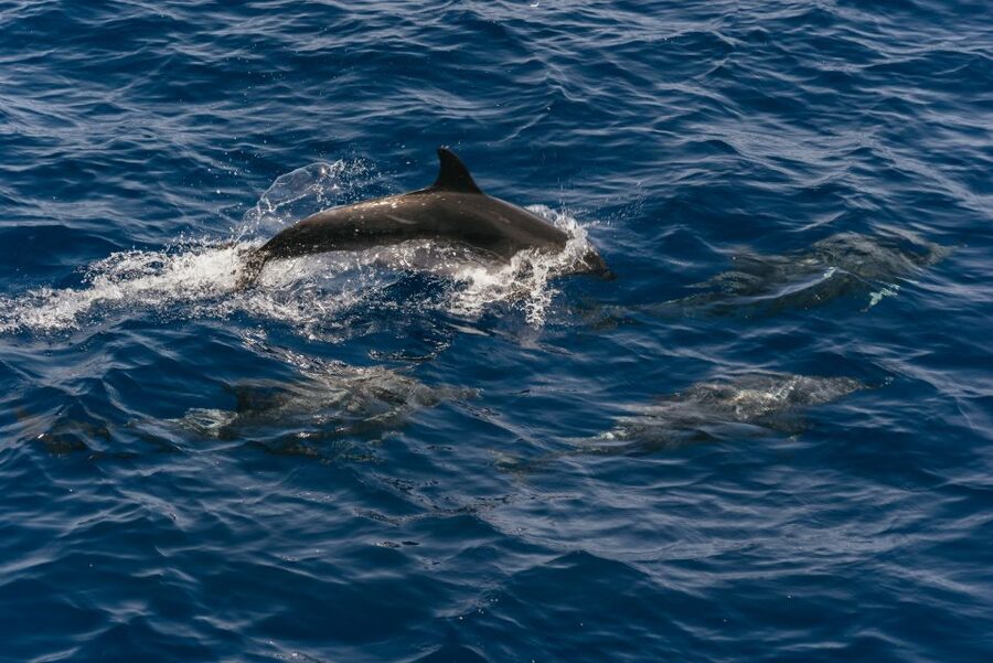 From Puerto Rico de Gran Canaria: Dolphin Watching Cruise - Searching for dolphins along Gran Canaria’s southwest coast