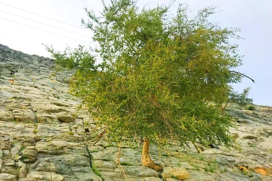 From Ras Al Khaima : Dolphin Watching and Jabal Harim Safari - Who should book this Musandam day trip
