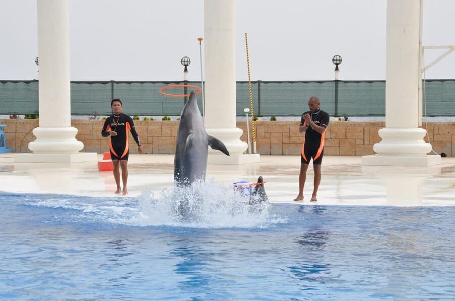 From Side Dolphin and Seal Show Ticket with Hotel Transfers - Should You Book the Dolphin and Seal Show?