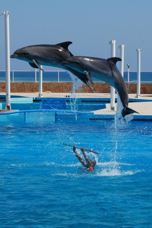 From Side Dolphin and Seal Show Ticket with Hotel Transfers - The Dolphin Performance