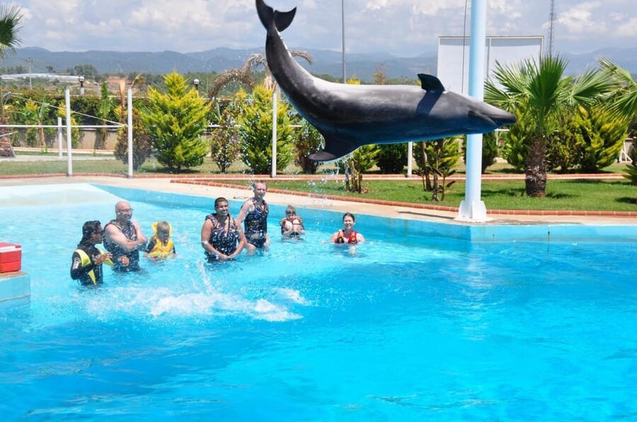 From Side Dolphin and Seal Show Ticket with Hotel Transfers - Timing, Pickup, and the Return to Side