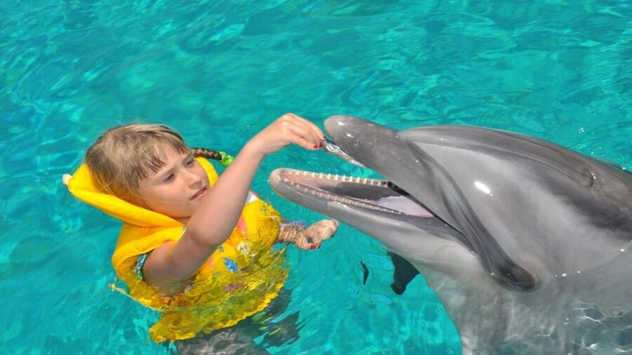 From Side Dolphin and Seal Show Ticket with Hotel Transfers - What Is Not Included