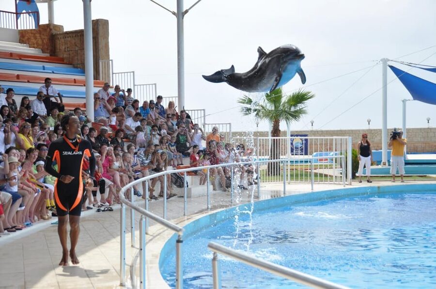 From Side Dolphin and Seal Show Ticket with Hotel Transfers - Booking Advice for Side Visitors
