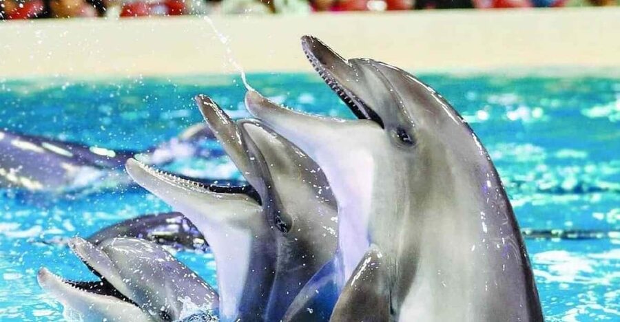 From Side Dolphin and Seal Show Ticket with Hotel Transfers - Why the Seal Segment Matters