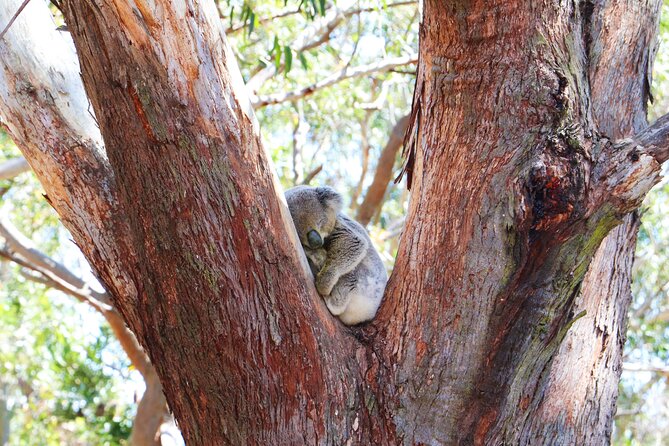 From Sydney: Port Stephens Dolphin, Koalas, Lunch & Sandboarding - Koalas at Port Stephens Koala Sanctuary