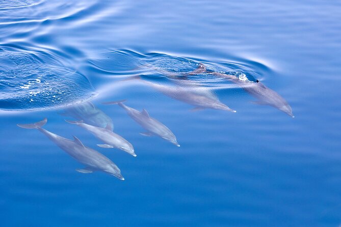 From Sydney: Port Stephens Dolphin, Koalas, Lunch & Sandboarding - The guides can shape the whole day