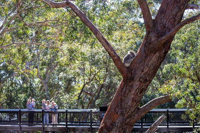 From Sydney: Port Stephens Dolphin, Koalas, Lunch & Sandboarding - How the day feels from start to finish