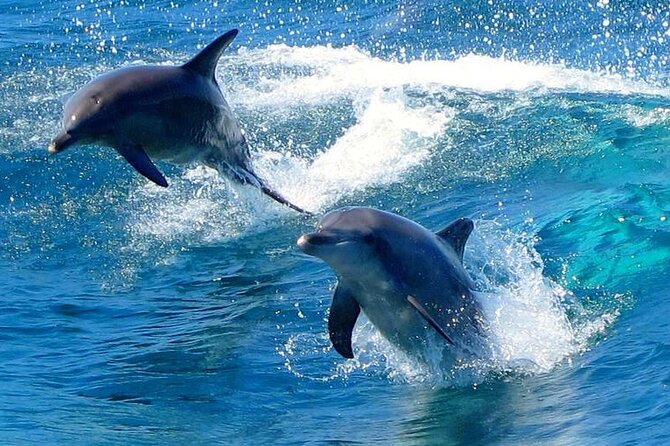 From Sydney: Port Stephens Dolphin, Koalas, Lunch & Sandboarding - Leaving Sydney before breakfast