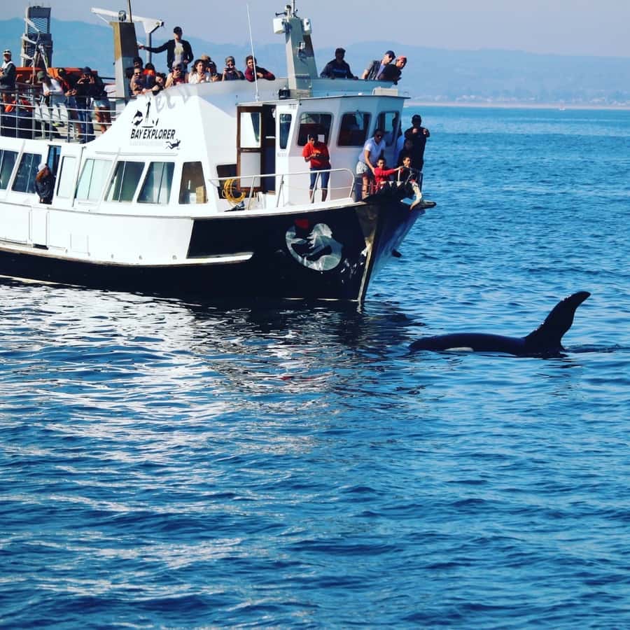 From Tauranga: Dolphin and Wildlife Cruise - Five things to know before you book