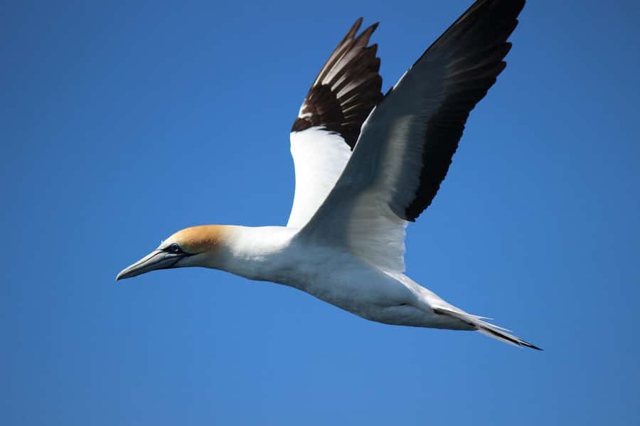 From Tauranga: Dolphin and Wildlife Cruise - Practical details that make the day easier