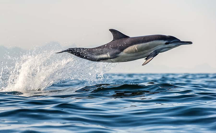 From Tauranga: Dolphin and Wildlife Cruise - Searching the Bay of Plenty for marine life