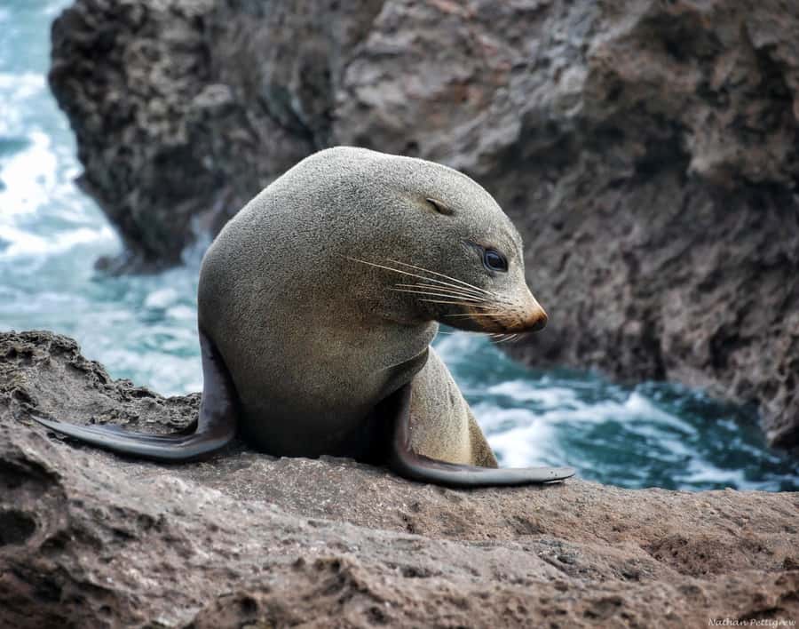 From Tauranga: Dolphin and Wildlife Cruise - What the crew adds to the cruise