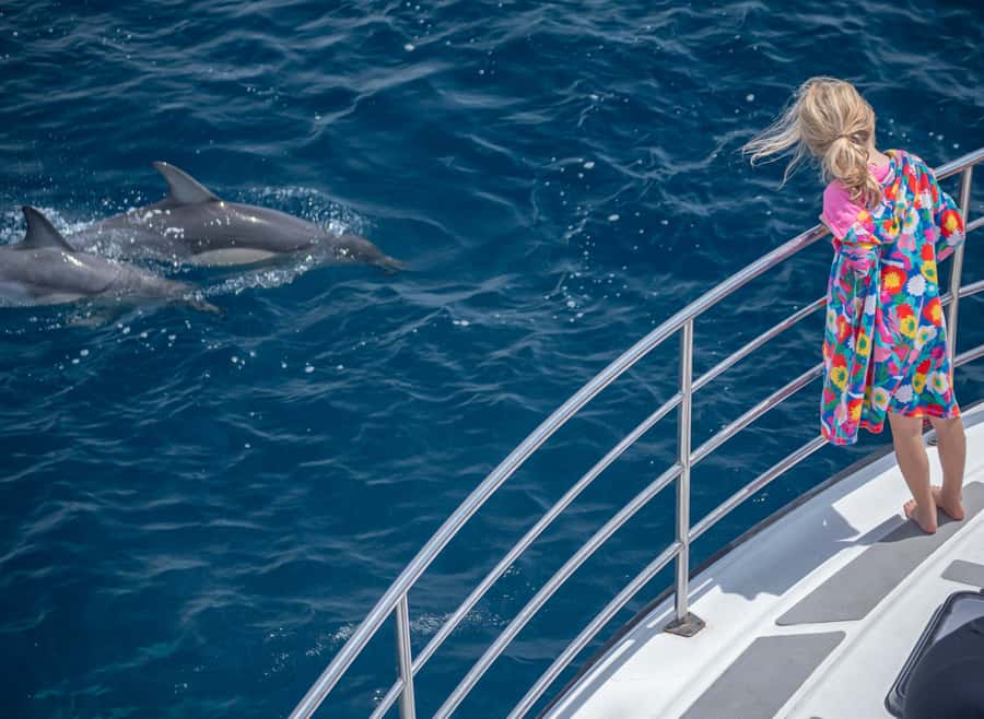 From Tauranga: Half-Day Swimming with Dolphins Tour - Meeting the dolphins in the Bay of Plenty