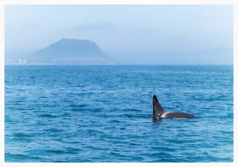 From Tauranga: Half-Day Swimming with Dolphins Tour - What the five-hour trip feels like