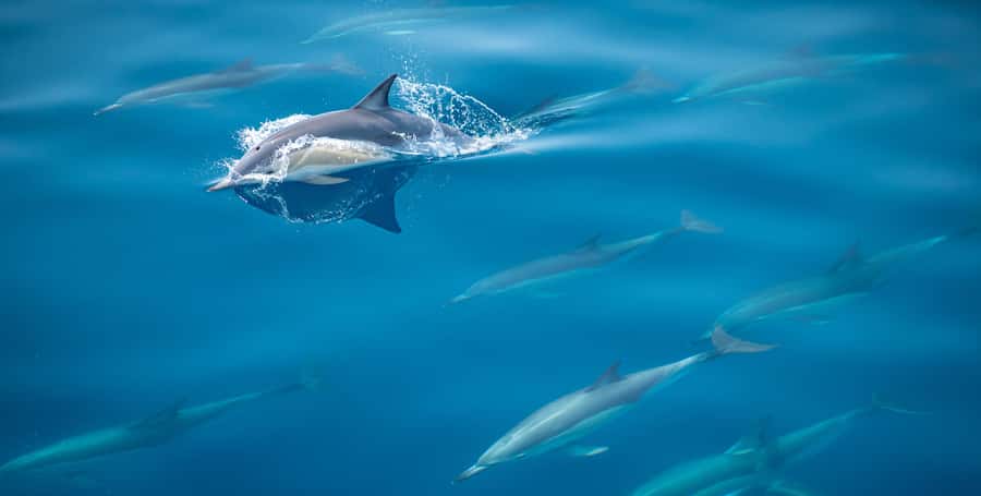 From Tauranga: Half-Day Swimming with Dolphins Tour - The crew and the safety decisions