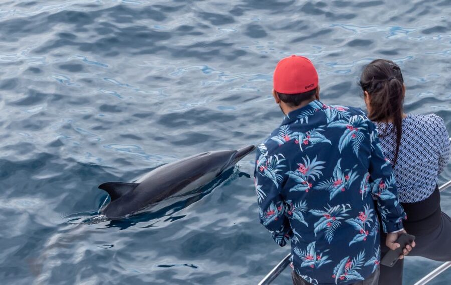 From Tauranga: Half-Day Swimming with Dolphins Tour - Wildlife beyond the dolphins