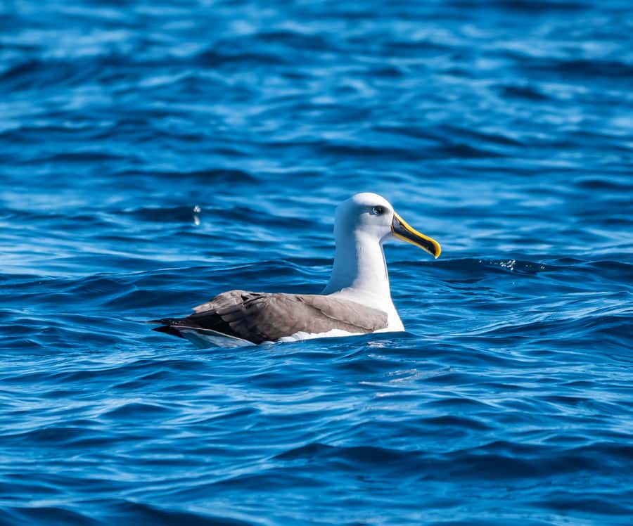 From Tauranga: Half-Day Swimming with Dolphins Tour - Swimming rules and what to pack