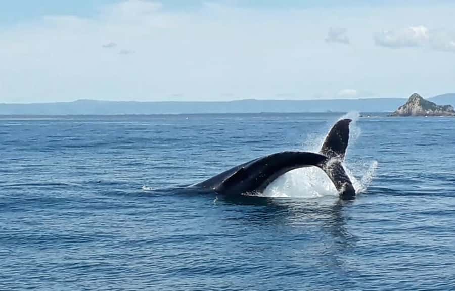 From Tauranga: Half-Day Swimming with Dolphins Tour - Is $98 a fair price?
