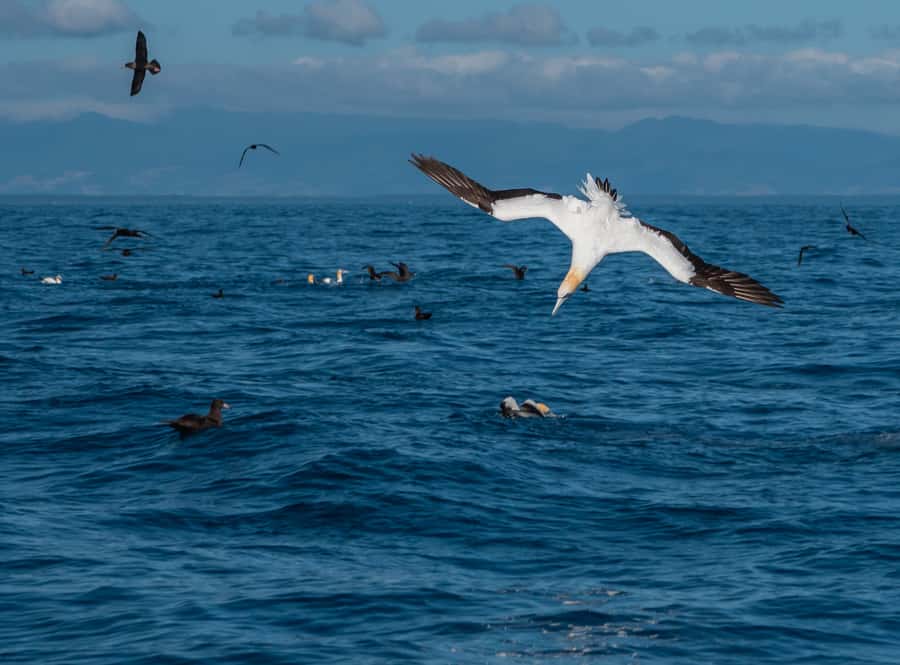 From Tauranga: Half-Day Swimming with Dolphins Tour - Should you book the Tauranga dolphin tour?