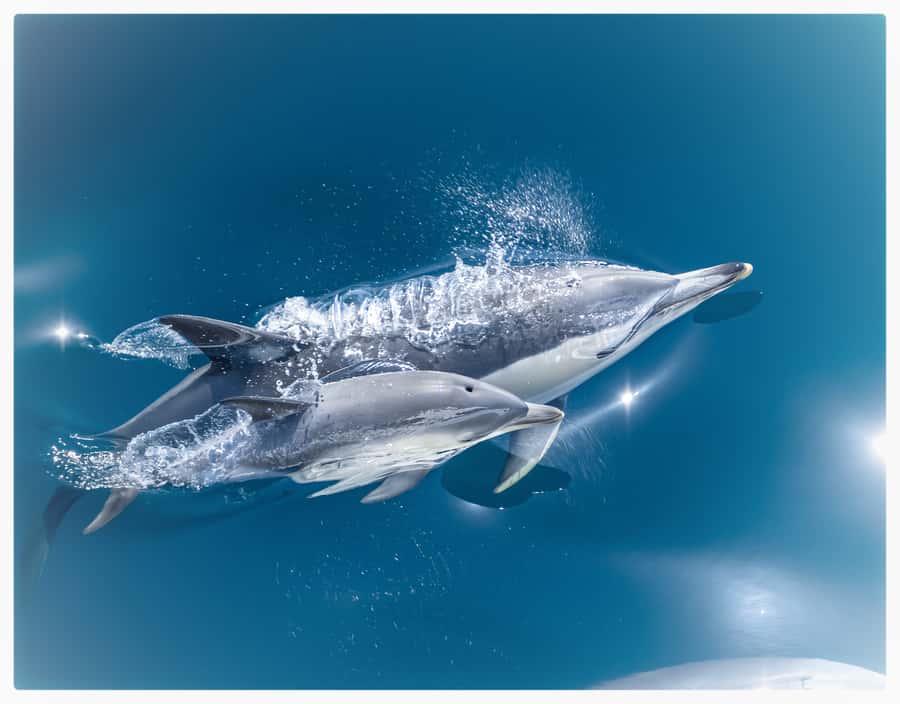 From Tauranga: Half-Day Swimming with Dolphins Tour - Why the boat view may beat the swim