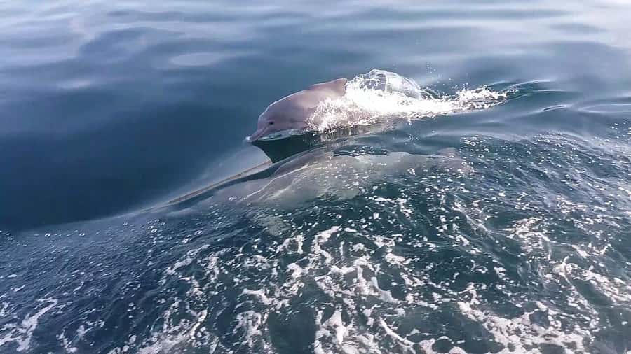 From UAE: Musandam Khasab Dolphin Watching Trip with Lunch - The early pickup and UAE to Oman transfer