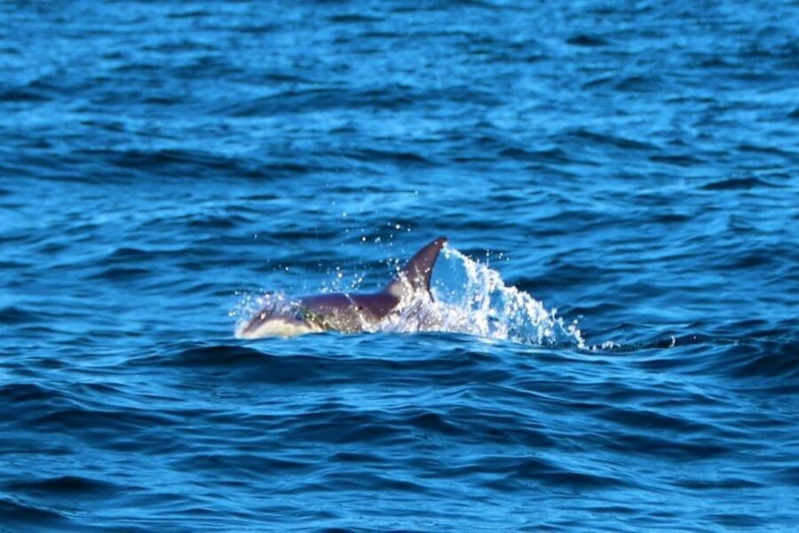 From Vilamoura: 2.5-Hour Benagil Cave and Dolphins Boat Tour - Crew style and passenger comfort