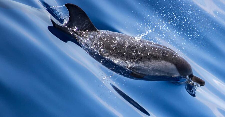 From Villefranche-sur-Mer: Guided Dolphin-Watching Tour - Leaving Villefranche-sur-Mer for open water