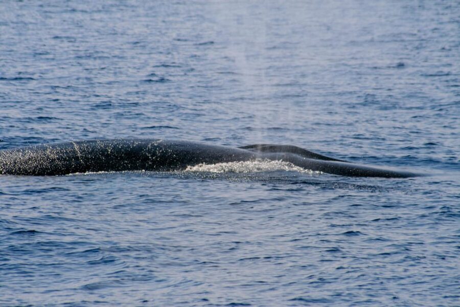 From Villefranche-sur-Mer: Guided Dolphin-Watching Tour - Weather, comfort, and access