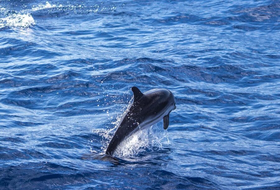 From Villefranche-sur-Mer: Guided Dolphin-Watching Tour - Who will enjoy this tour most?