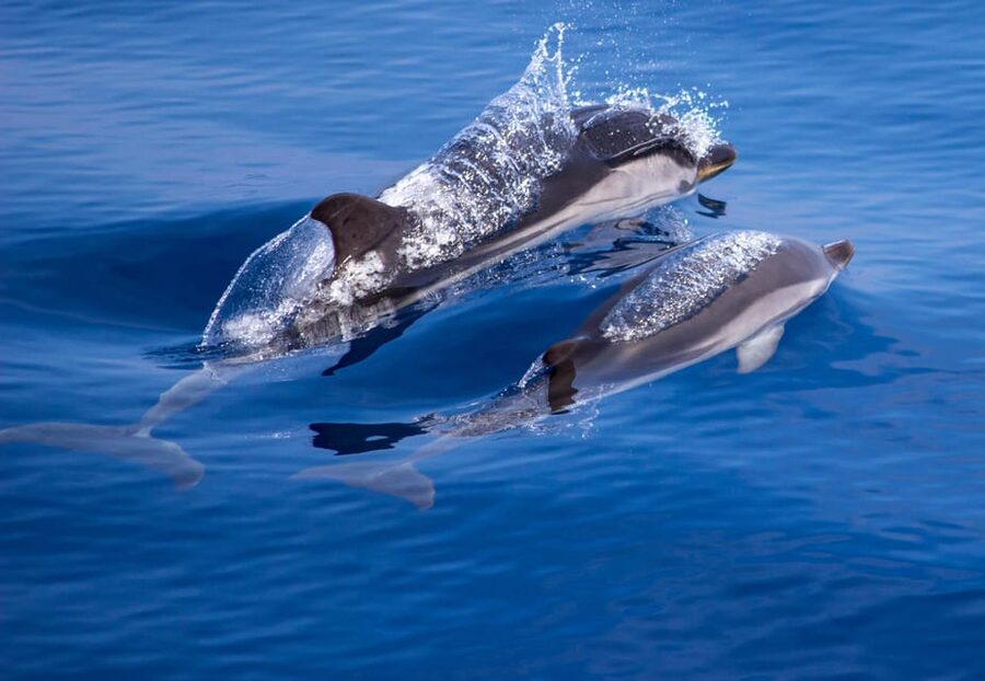 From Villefranche-sur-Mer: Guided Dolphin-Watching Tour - Should you book the Villefranche dolphin tour?