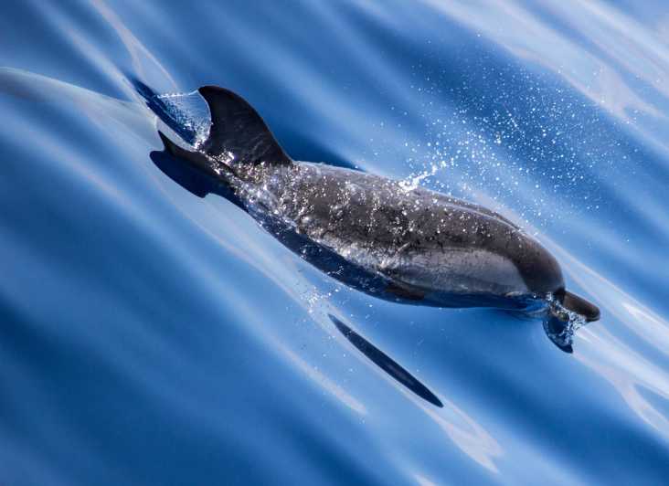 From Villefranche-sur-Mer: Guided Dolphin-Watching Tour - What the Pelagos Sanctuary adds