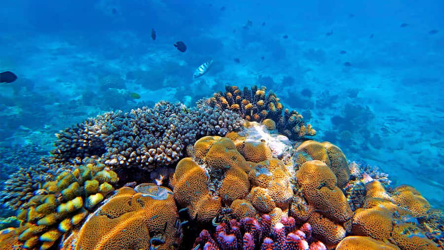 From Zanzibar: Mnemba Boat Tour with Snorkeling & Dolphine - What the crew provides on the water