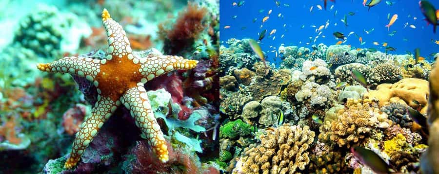 From Zanzibar: Mnemba Boat Tour with Snorkeling & Dolphine - Is $28 good value for Mnemba?