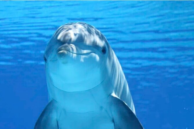Ft Myers Beach 2 Hour Tiki Pub Fun in the Sun Dolphin Cruise - Key points before you book